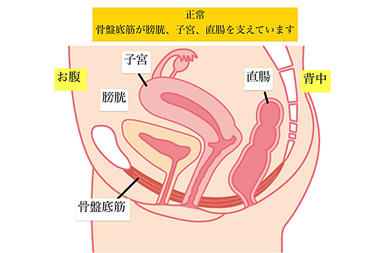 骨盤底筋のイメージ